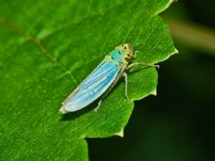 Cicadellidae